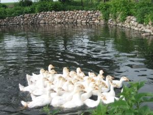 Enten-Teich