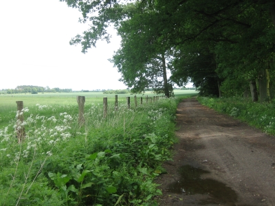 Waldweg